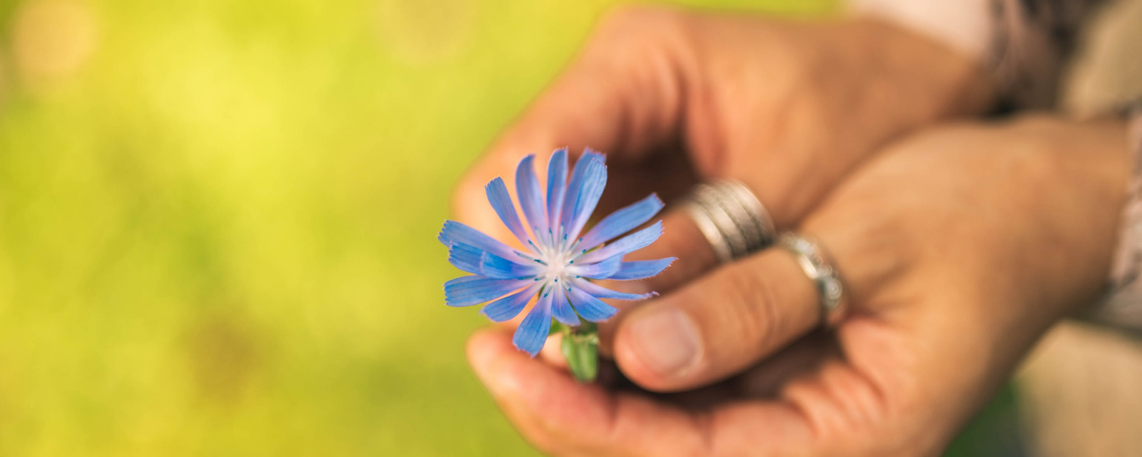 Mão segurando uma flor azul, que representa o valor do Carisma na Congregação Nossa Senhora das Dores